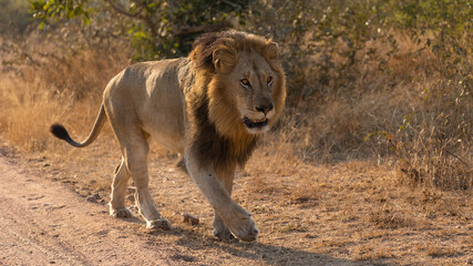 Fototapeta na wymiar Big black mane lion on the move