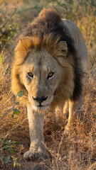 A big male lion with a black mane close up