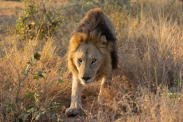 A big male lion with a black mane close up