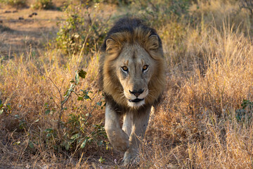 A big male lion with a black mane close up
