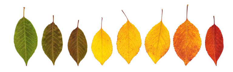 Border from dry colored autumn leaves isolated on white background. A gradient of green, yellow and...