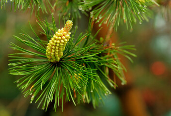 Pine flower in spring