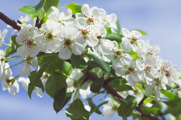 Lush flowering apple trees. White flowers of a fruit tree. Spring Gardens. Branches with flowers against the blue sky