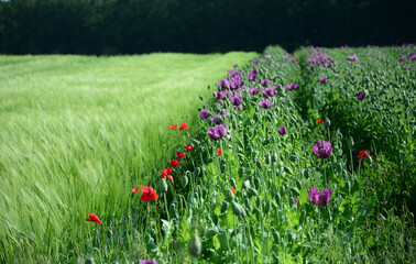 field of poppies