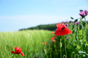 red poppies in the field