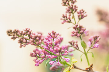 Spring flowering lilac bushes in the garden. Close-up buds and flowers. Branches with bunches of flowers, Springtime. Green leafies on background