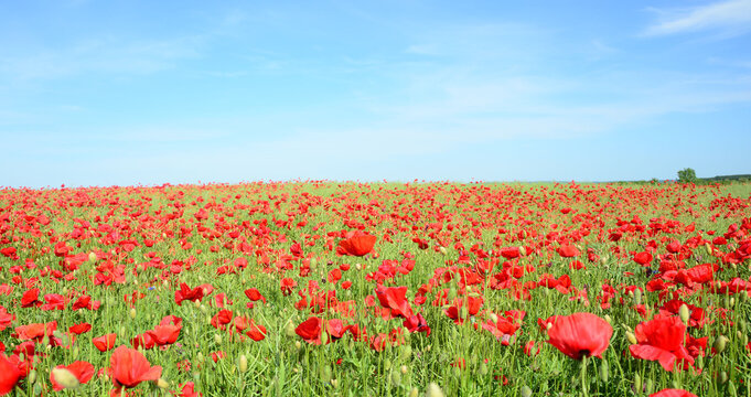 field of red poppies © predrag
