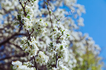 Blossoming spring garden. Plenty of white cherry tree flowers. Sunny day. Blue sky on background