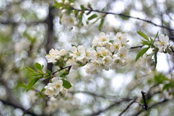 The spring blooming of fruit trees, cherry.
