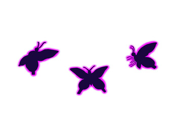 Fototapeta na wymiar Black butterfly shining purple.