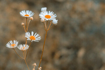 White daisies with dry stem. Autumn season time.