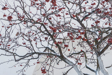 Cherry tree with red berries in winter season. Food for birds. Selective focus.