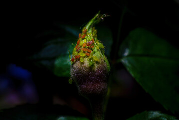 macro photographie d'un groupe de poux rouges et de poux verts posés sur un bouton de rose