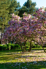Naklejka premium pink cherry blossoms in the park