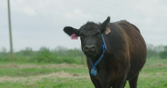Slow motion close up of a black angus cow mooing towards camera
