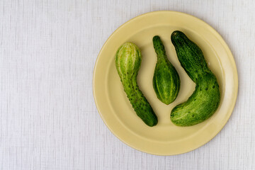 Three deformed cucumbers in yellow plate on the striped rustic table. Natural vegetables good for eat, it's contains many vitamins and microelements. Top view horizontal orientation image.