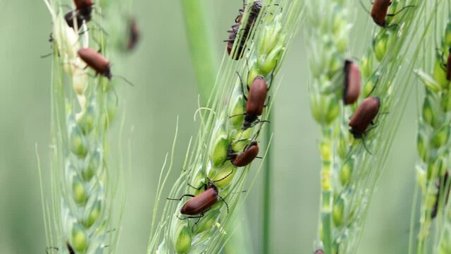 The May Bug or Common Cockchafer, a harmful pest of cereal crops, Melolontha melolontha