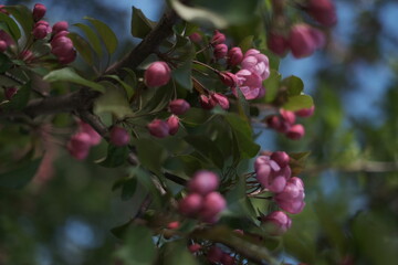 flowers in the garden