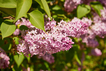 bez, Syringa vulgaris