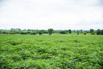 Fototapeta na wymiar Cassava fields ,Lush green 