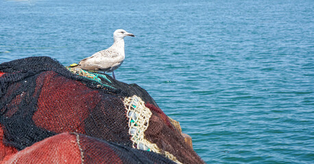 White seagull perching on a netting-covered rock by the blue sea