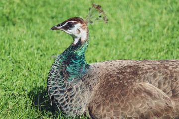 Peacock