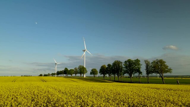Group of windmills for electric power production in the yellow field of canola or rapeseed, aerial flyover. Car moving along the village road surrounded with trees