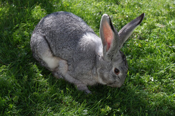 Grey rabbit grassing on the lawn.