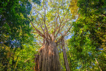 カーテンフィグツリー