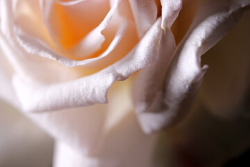close-up of a white rose background