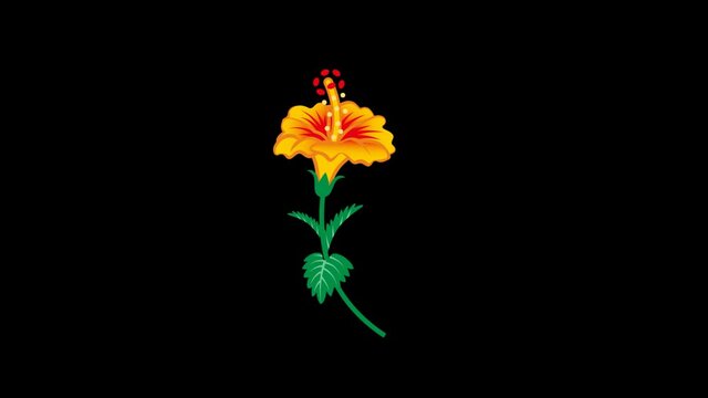 Alpha channel file - growing up orange color hibiscus flower plants animation