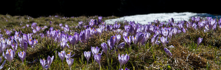 Beautiful purple flowers on meadow in Tatra mountains