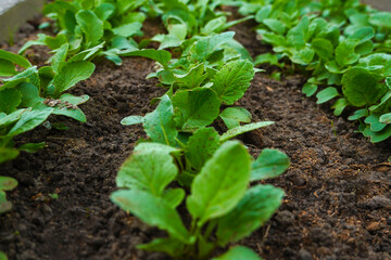   Closeup row of radish seedlings in the garden.