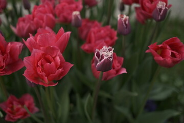 red tulips in the garden