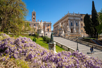 Rome, Piazza del Campidoglio view of the wisteria in bloom beside the steps leading to Piazza del...