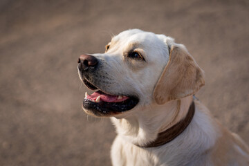 Close up portrait of a dog, Labrador Retriever.