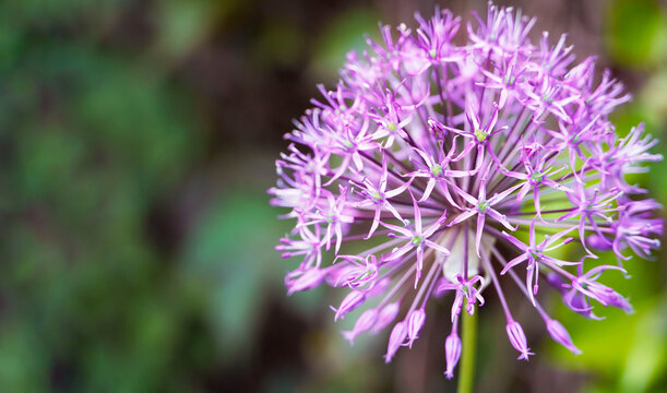  Flower Head of an Allium flower (Allium lusitanicum) with copy space for text. Nature flower background, greeting card.