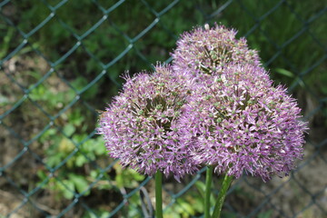 Blumen 