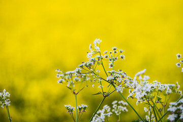 Cow Parsley with blurry vibrant canola field in background