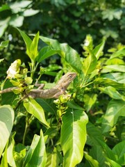 grasshopper on a leaf chameleon