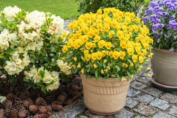 Pansies flowers in pots on the terrace