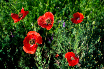 Red poppy flower growing in the spring on the plains. Red flower on agricultural fields.