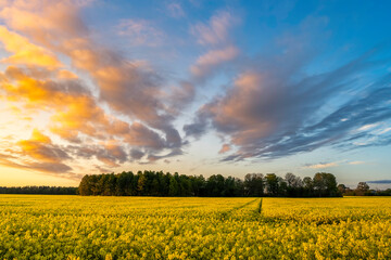 Fototapeta premium Cloudy sunset over golden canola field