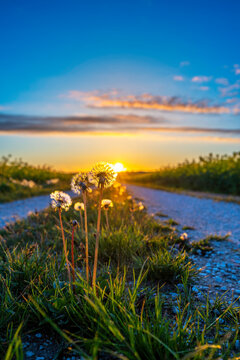 Dirt road in between canola fields with sunset background