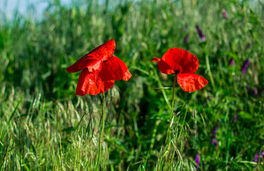Obraz premium Red poppy flower growing in the spring on the plains. Red flower on agricultural fields.