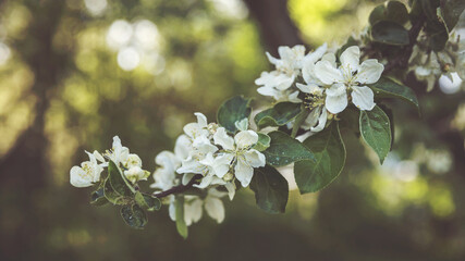 Apple tree bloom on a green background . An apple garden. Springtime bloom in the garden .