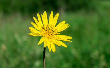 Yellow wild flower growing in the grass, on the plains. Springtime.
