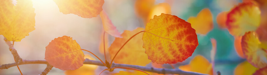 A branch of aspen with yellowed leaves on a sunny day banner panoramic