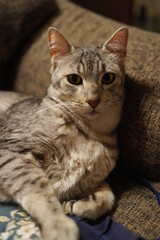 横たわるエジプシャンマウ