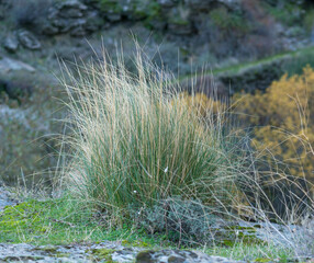 Generic vegetation of Sierra Nevada